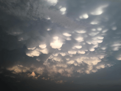 Leoti mammatus